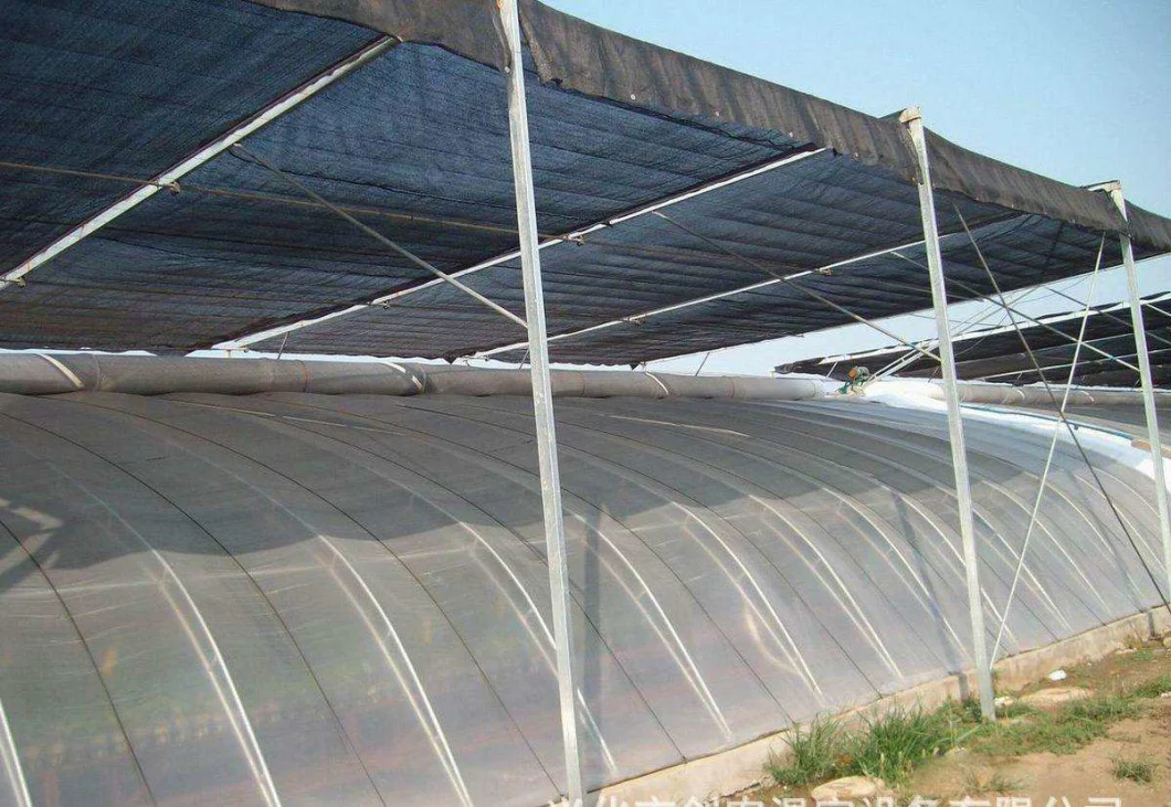 Low Cost Single Span Plastic Tunnel Greenhouse for Vegetables