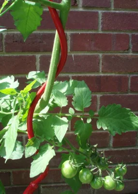 Planta de jardim de alta qualidade Treliça Suporte em espiral de tomate Planta de crescimento em espiral Estacas de arame de metal Estacas de tomate